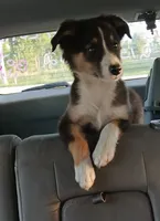Dilute tri , a male Border Collie and Toy Australian Shepherd for sale in Florida, FL – 2 of 9