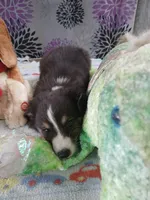 Reduced dilute, a male Border Collie and Toy Australian Shepherd for sale in Florida, FL – 10 of 10