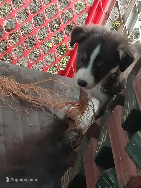 Special weekend  – Border Collie, Toy Australian Shepherd puppy for sale in Florida, FL