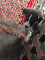 Black bi dilute , a male Border Collie and Toy Australian Shepherd for sale in Florida, FL – Photo 3 of 8