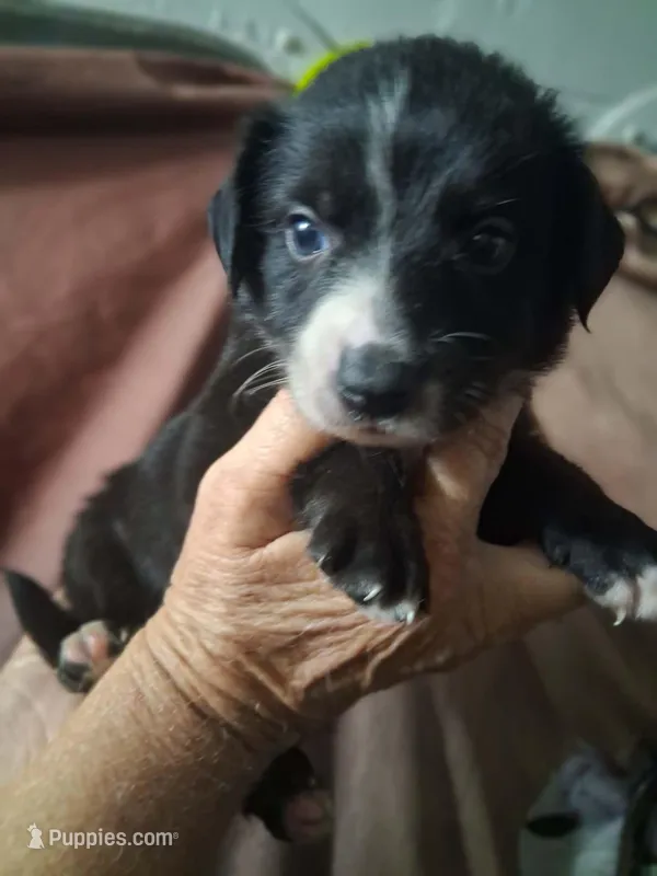 Black bi  – Border Collie, Toy Australian Shepherd puppy for sale in Florida, FL