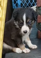 Black bi dilute , a male Border Collie and Toy Australian Shepherd for sale in Florida, FL – Photo 2 of 8