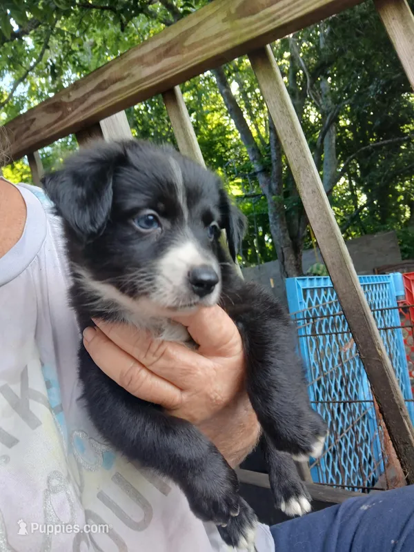 Black bi  – Border Collie, Toy Australian Shepherd puppy for sale in Florida, FL