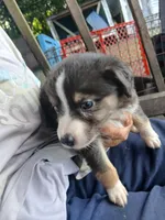 Black bi dilute , a male Border Collie and Toy Australian Shepherd for sale in Florida, FL – Photo 8 of 8