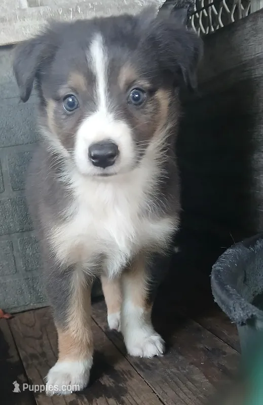 Black bi dilute , a male Border Collie and Toy Australian Shepherd for sale in Florida, FL – Photo 1 of 8