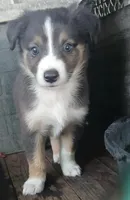 Black bi dilute , a male Border Collie and Toy Australian Shepherd for sale in Florida, FL – Photo 1 of 8