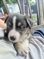Black bi dilute , a male Border Collie and Toy Australian Shepherd for sale in Florida, FL – Photo 4 of 8