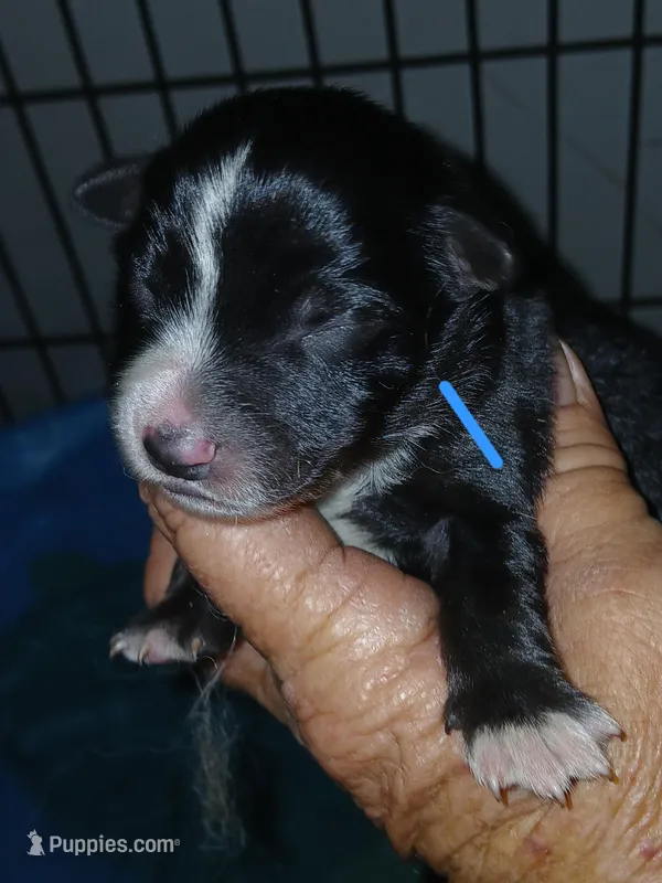 Black bi  – Border Collie, Toy Australian Shepherd puppy for sale in Florida, FL