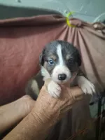 Black bi dilute , a male Border Collie and Toy Australian Shepherd for sale in Florida, FL – Photo 5 of 8