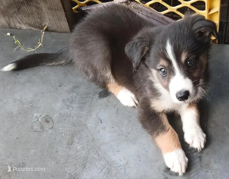 Reduced dilute – Border Collie, Toy Australian Shepherd puppy for sale in Florida, FL