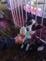 Due, a male Border Collie and Toy Australian Shepherd for sale in Florida, FL – 6 of 9