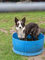 Due, a male Border Collie and Toy Australian Shepherd for sale in Florida, FL – 8 of 9