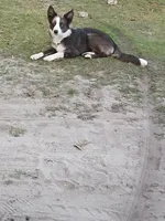 Due, a male Border Collie and Toy Australian Shepherd for sale in Florida, FL – 7 of 9