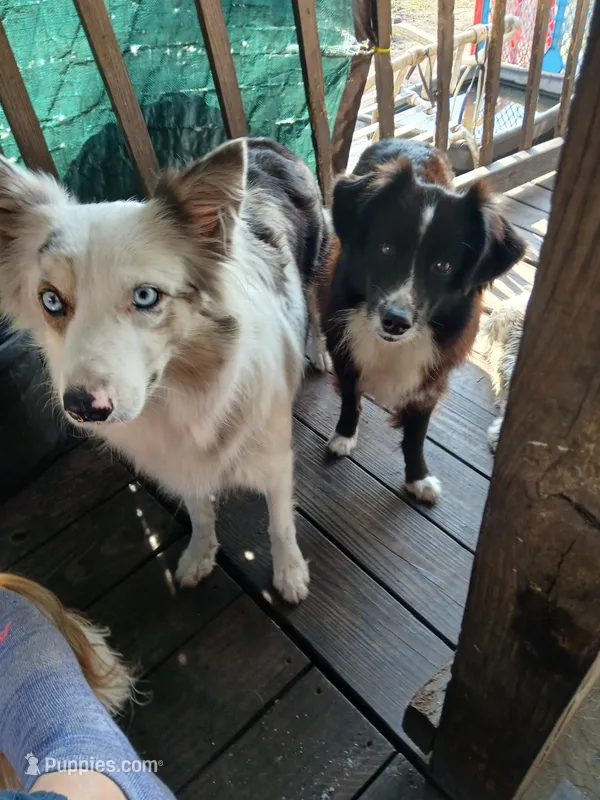 Due, a  Border Collie for sale in Florida, FL – Photo 1 of 1