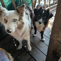 Due, a male Border Collie and Toy Australian Shepherd for sale in Florida, FL – 1 of 9