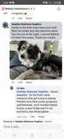 Due, a male Border Collie and Toy Australian Shepherd for sale in Florida, FL – 5 of 9