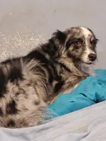 Due, a male Border Collie and Toy Australian Shepherd for sale in Florida, FL – 3 of 9