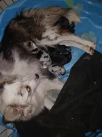 Due, a male Border Collie and Toy Australian Shepherd for sale in Florida, FL – 9 of 9
