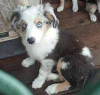 Due, a male Border Collie and Toy Australian Shepherd for sale in Florida, FL – 2 of 9