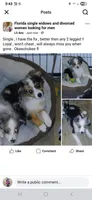 Due, a male Border Collie and Toy Australian Shepherd for sale in Florida, FL – 4 of 9