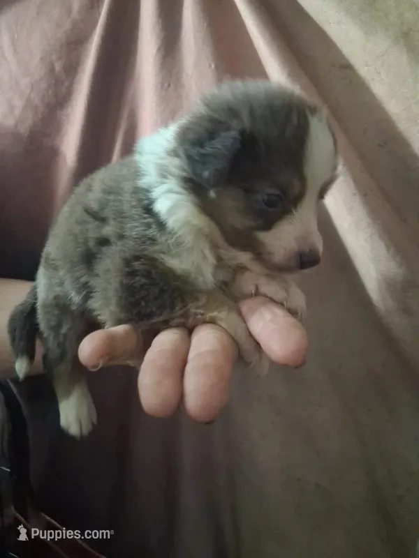 Blue – Border Collie, Toy Australian Shepherd puppy for sale in Florida, FL