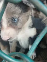 Blue, a female Border Collie and Toy Australian Shepherd for sale in Florida, FL – 7 of 7