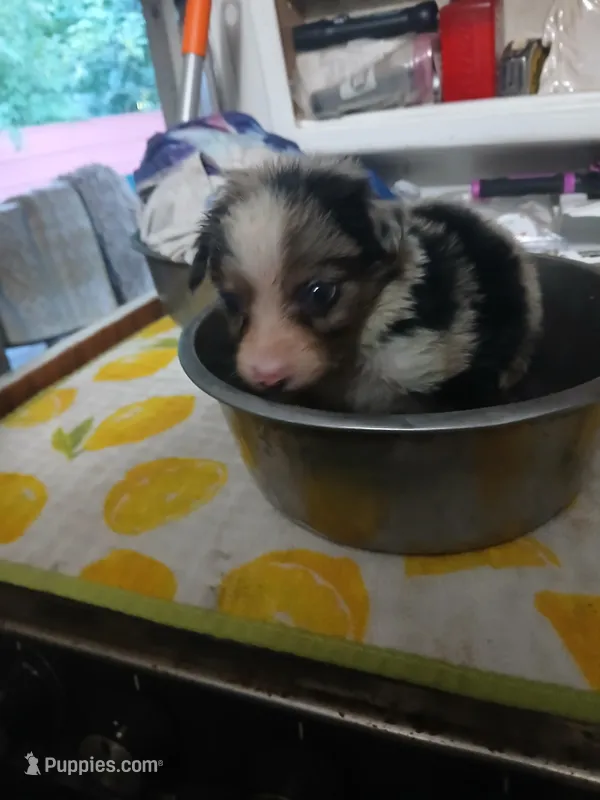 Blue – Border Collie, Toy Australian Shepherd puppy for sale in Florida, FL