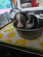 Blue, a female Border Collie and Toy Australian Shepherd for sale in Florida, FL – 6 of 7