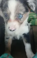 Blue, a female Border Collie and Toy Australian Shepherd for sale in Florida, FL – 4 of 7