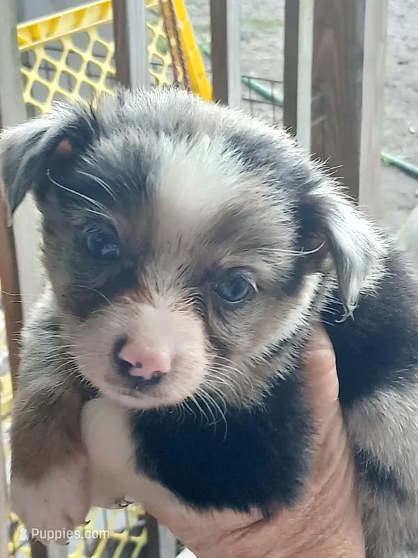 Blue – Border Collie, Toy Australian Shepherd puppy for sale in Florida, FL
