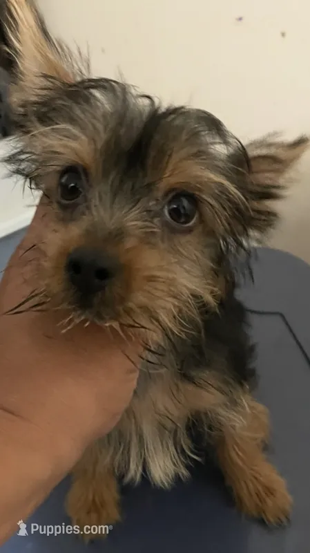 Papa – Yorkshire Terrier puppy for sale in Brooklyn, NY