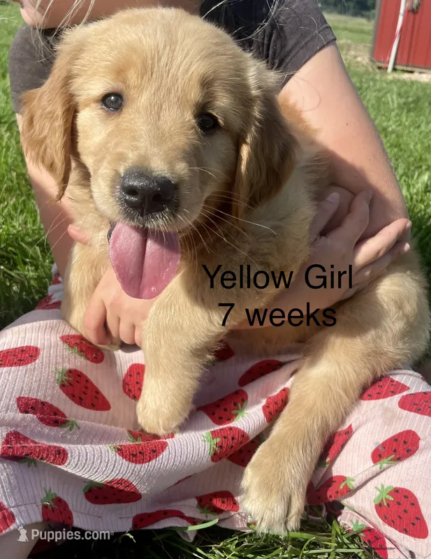 Yellow Girl  – Golden Retriever puppy for sale in Versailles, MO