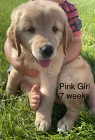 Pink Girl , a female Golden Retriever for sale in Versailles, MO – 1 of 2