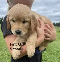 Pink Girl , a female Golden Retriever for sale in Versailles, MO – 2 of 6