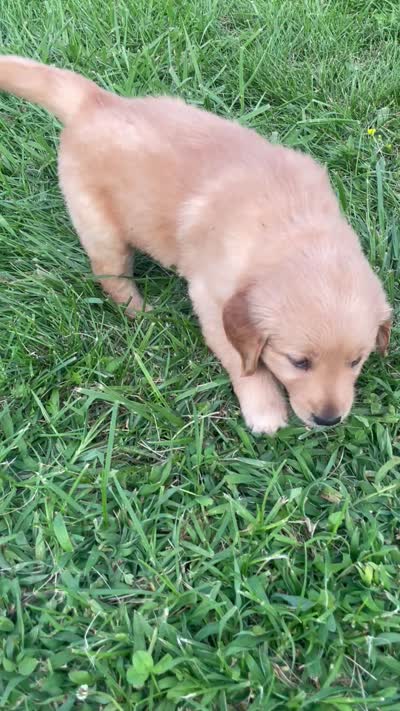 Yellow Girl , a female Golden Retriever for sale in Versailles, MO – 5 of 6