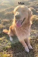 Green Boy , a male Golden Retriever for sale in Versailles, MO – 4 of 6