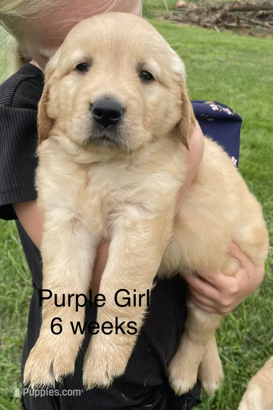 Purple Girl  – Golden Retriever puppy for sale in Versailles, MO