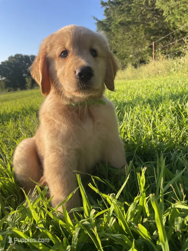 Green Boy  – Golden Retriever puppy for sale in Versailles, MO