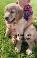 Pink Girl , a female Golden Retriever for sale in Versailles, MO – 2 of 2