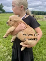 Yellow Girl , a female Golden Retriever for sale in Versailles, MO – 2 of 6