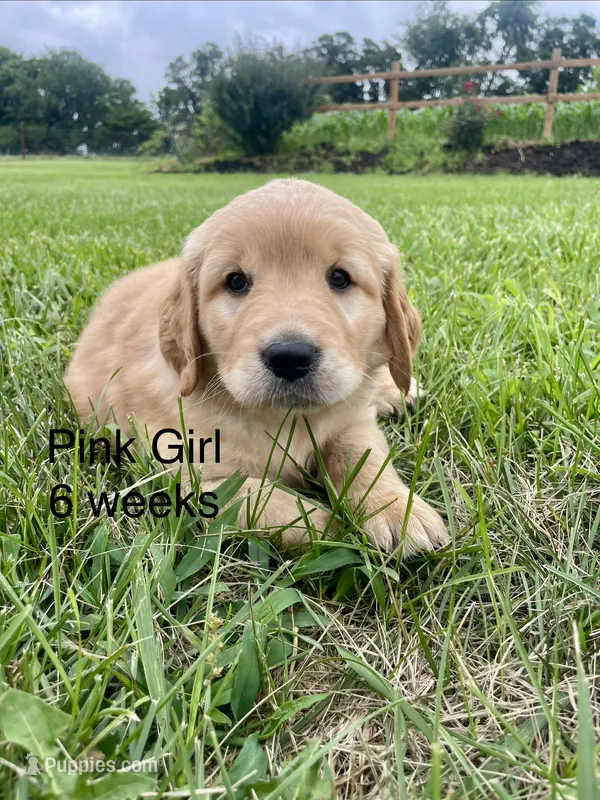 Pink Girl  – Golden Retriever puppy for sale in Versailles, MO