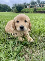 Pink Girl , a female Golden Retriever for sale in Versailles, MO – 1 of 6