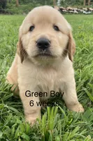 Green Boy , a male Golden Retriever for sale in Versailles, MO – 2 of 6