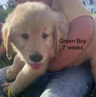 Green Boy, a male Golden Retriever for sale in Versailles, MO – 2 of 2