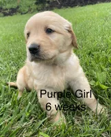 Purple Girl , a female Golden Retriever for sale in Versailles, MO – 2 of 6