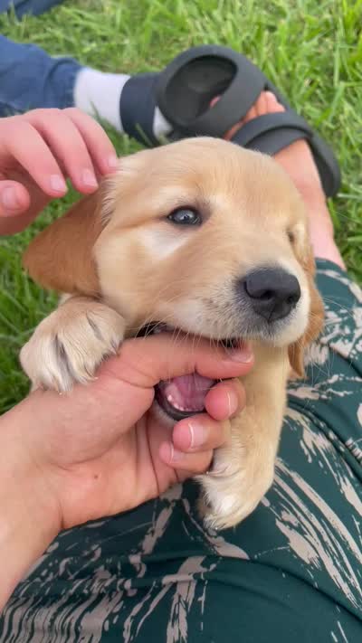 Pink Girl , a female Golden Retriever for sale in Versailles, MO – 5 of 6
