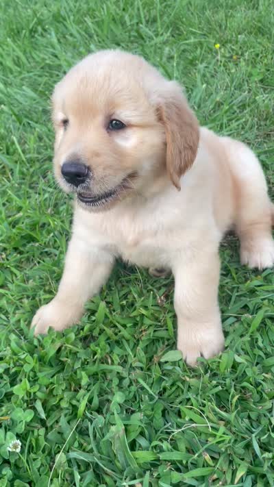 Green Boy , a male Golden Retriever for sale in Versailles, MO – 5 of 6