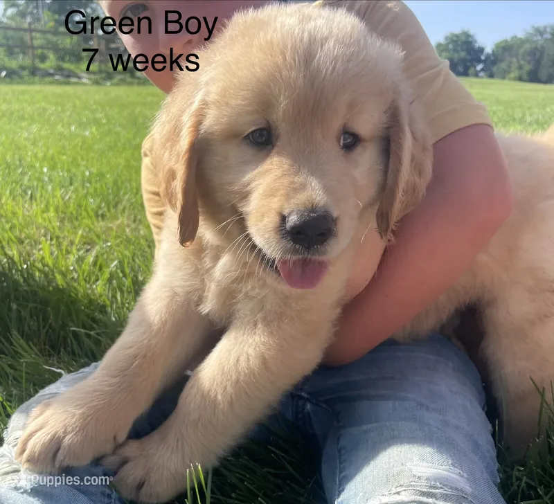 Green Boy  – Golden Retriever puppy for sale in Versailles, MO