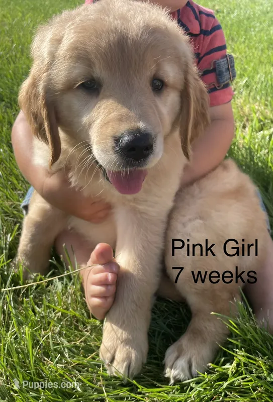 Pink Girl  – Golden Retriever puppy for sale in Versailles, MO