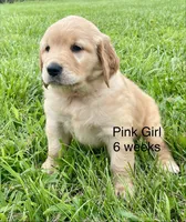 Pink Girl , a female Golden Retriever for sale in Versailles, MO – 3 of 6